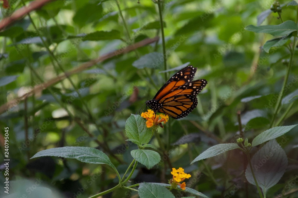 Black and orange butterfly sipping nectar from yellow flower Black and orange butterfly sipping nectar from yellow flower