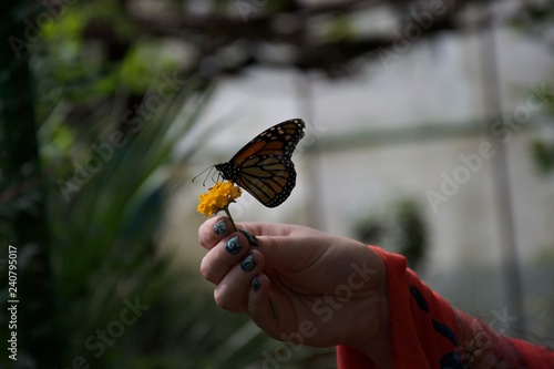 Shadowy silhouette of a butterfly perched on a flower in someone's hand