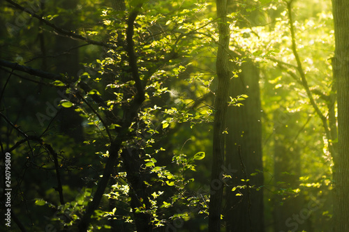 Sun Shining Through Dark Forest With Rays