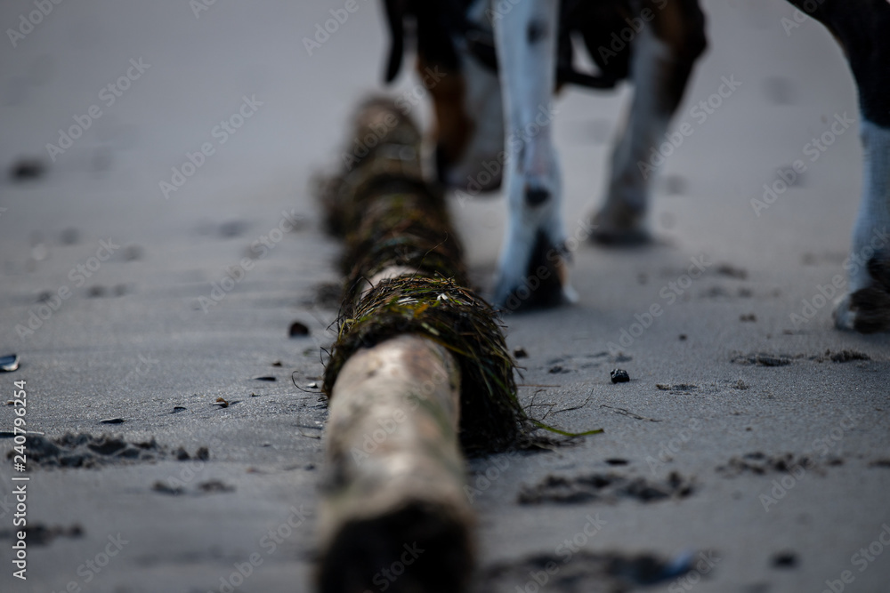 Fototapeta premium Strand Stamm Hund