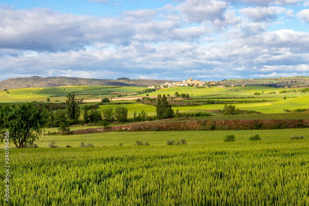 Scenic May agricultural landscape with wheat fields on the Camino de Santiago, Way of St. James, the town of Sansol in Navarre, Spain in the distance