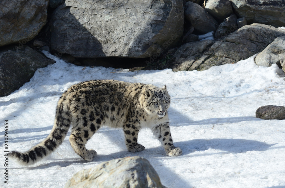 Obraz premium Jeune léopard des neiges