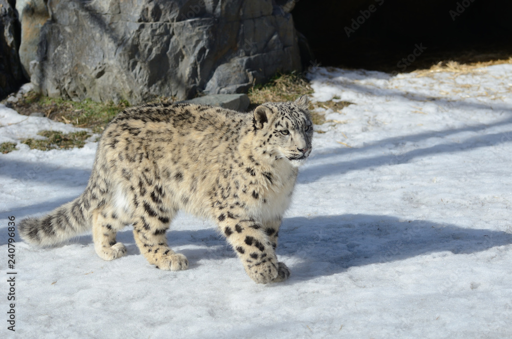 Obraz premium Léopard des neiges jeune