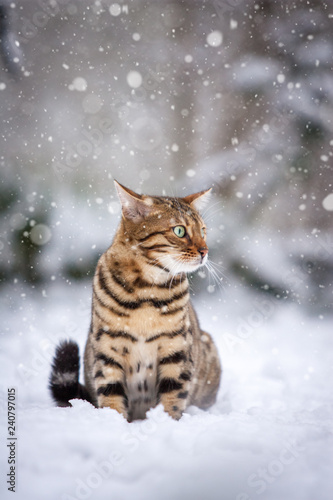Bengal in Snow