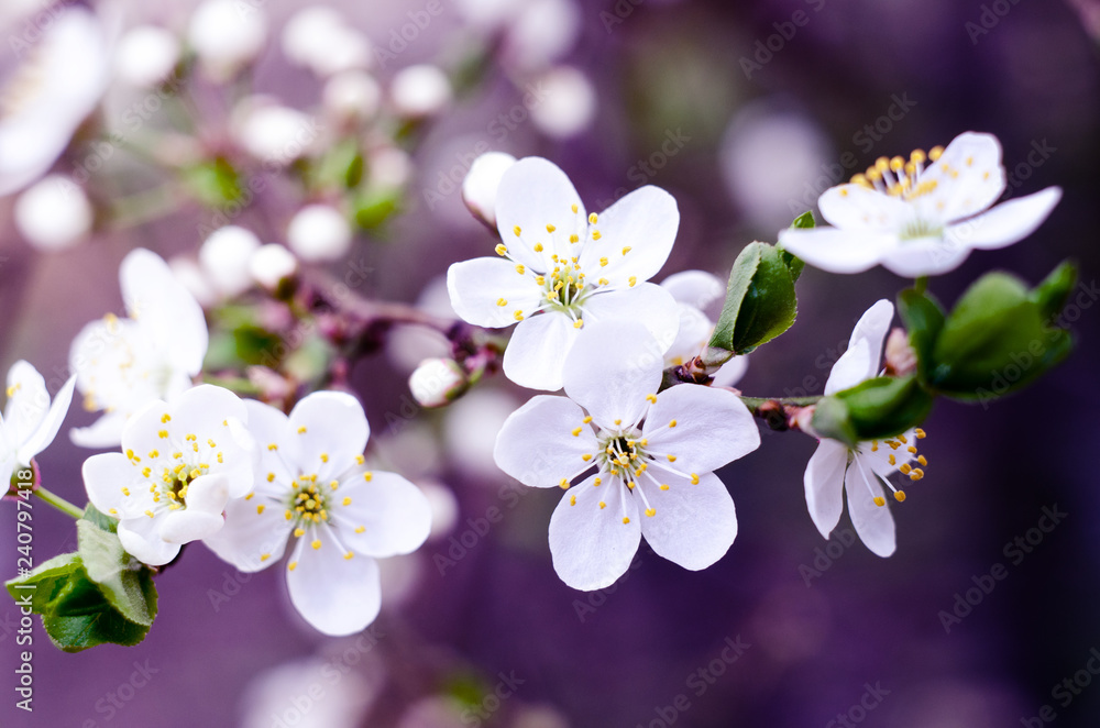 Cherry tree blossoms. White spring flowers close-up. Soft focus spring seasonal background. Vintage photo. Cherry tree blossoms. White spring flowers close-up. Soft focus spring seasonal background. Vintage photo.