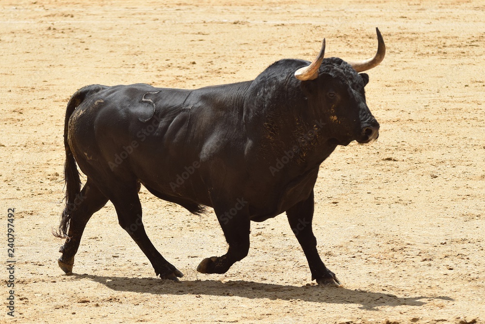 toro de lidia