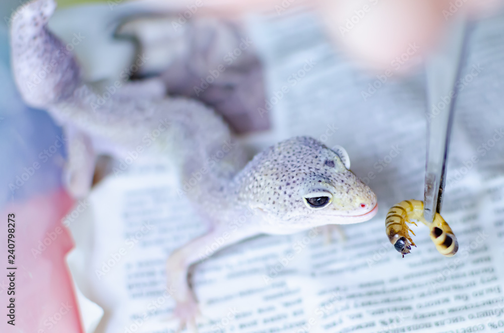 Leopard Gecko ( Eublepharis macularius ). Exotic animals in the human environment. Reptile feeding by insects