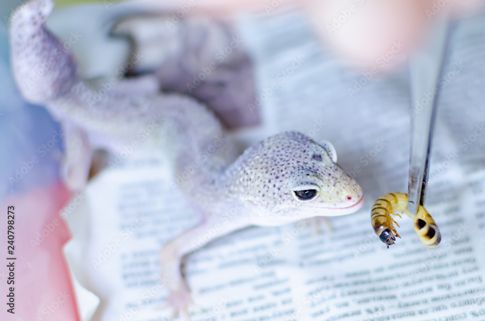 Obraz premium Leopard Gecko ( Eublepharis macularius ). Exotic animals in the human environment. Reptile feeding by insects