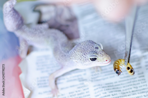 Fototapeta Naklejka Na Ścianę i Meble -  Leopard Gecko ( Eublepharis macularius ). Exotic animals in the human environment. Reptile feeding by insects