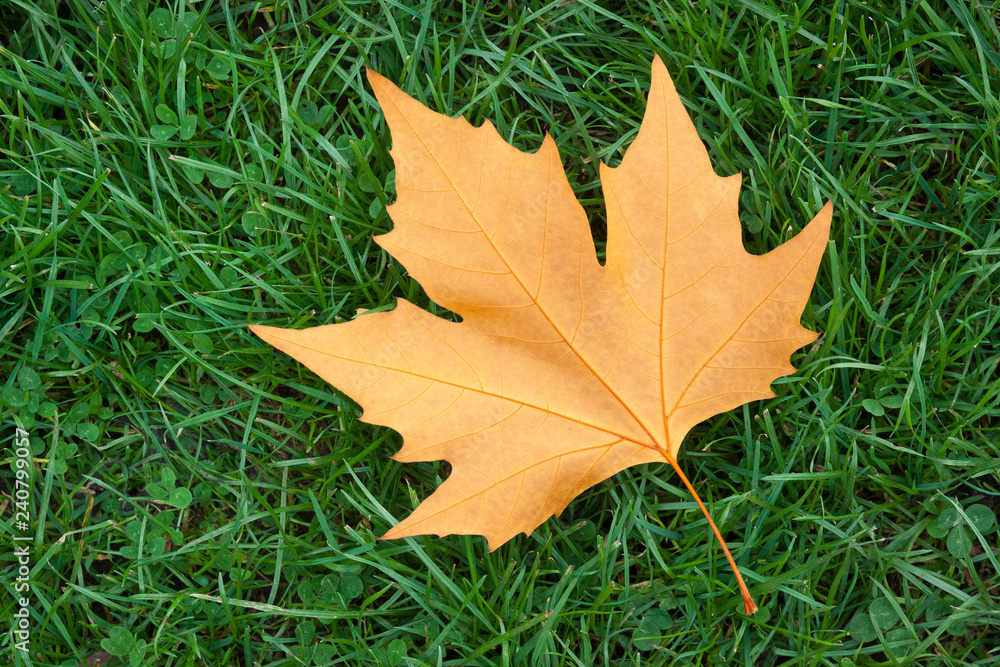 Single golden leaf on grass Single golden leaf on grass