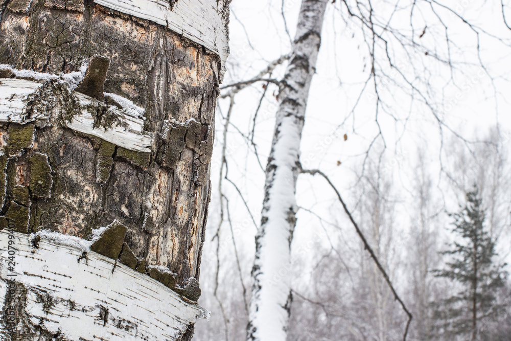 The trunk of a birch with white peeling bark The trunk of a birch with white peeling bark