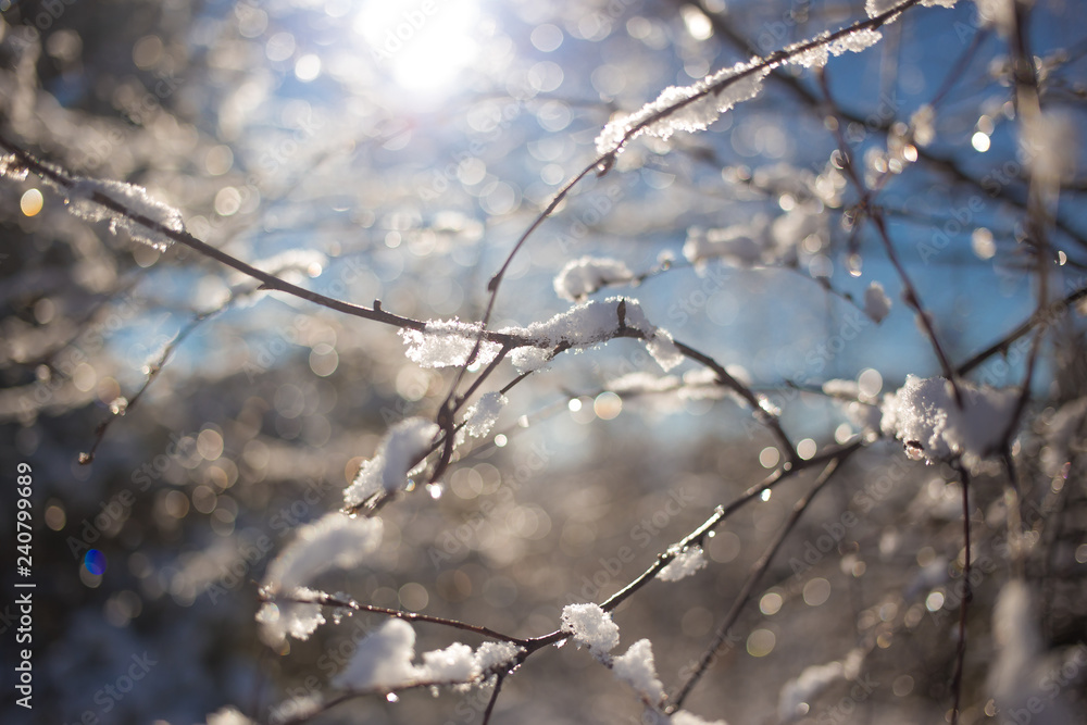 Close-up, outdoor photo of branches covered with snow, bright daylight
