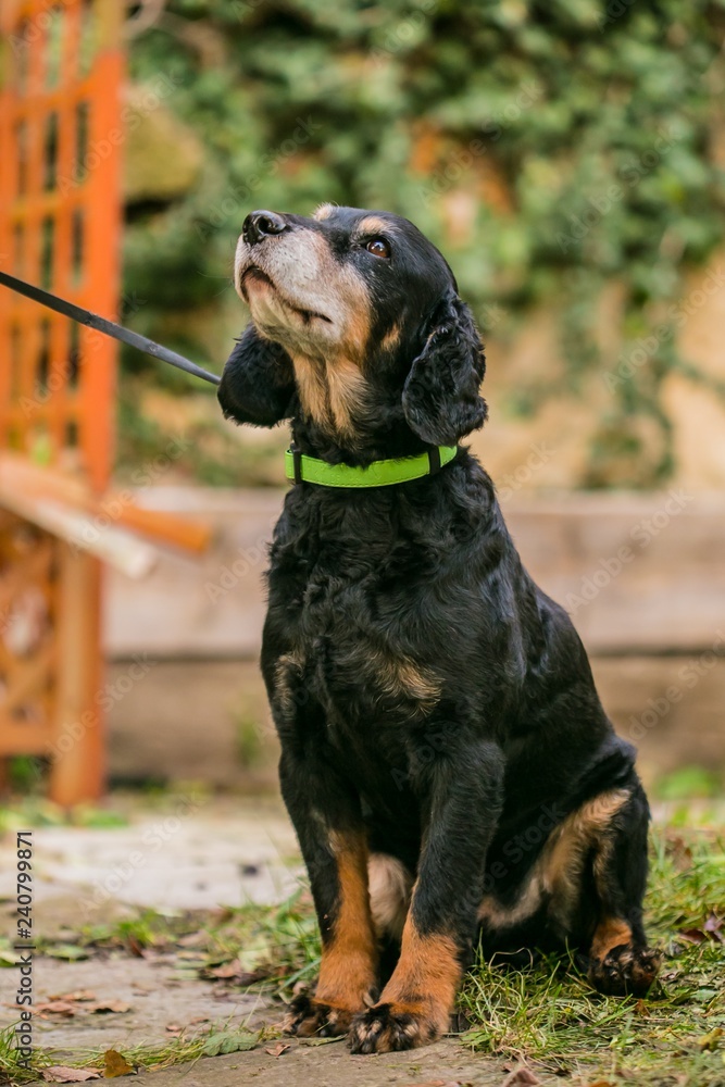 Old English black and tan cocker spaniel with brown eyes sitting on green grass in a yard looking up, dog collar and leash on, blurry background, outdoors, close up portrait, vertical image