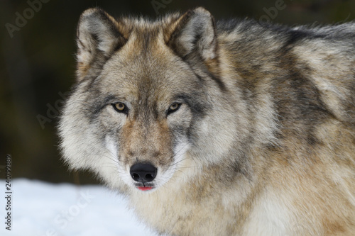 Portrait loup gris © Johanne
