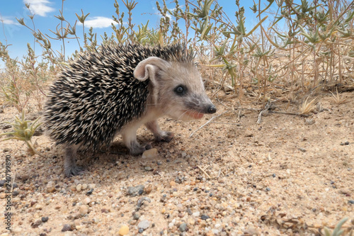 Juvenile of Long-eared hedgehogs (Hemiechinus auritus) photo