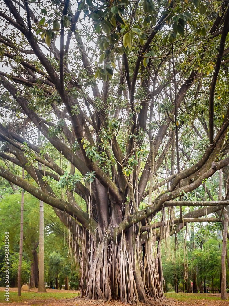 Indian Rubber Tree Ficus Elastica Stock Photo | Adobe Stock