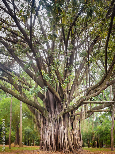 Indian Rubber Tree Ficus Elastica