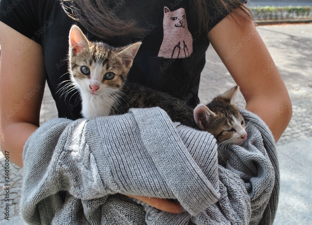 Małe kotki w ramionach opiekunki - obrazy, fototapety, plakaty 