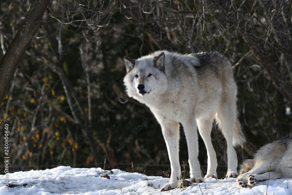 Fototapeta premium Loup gris