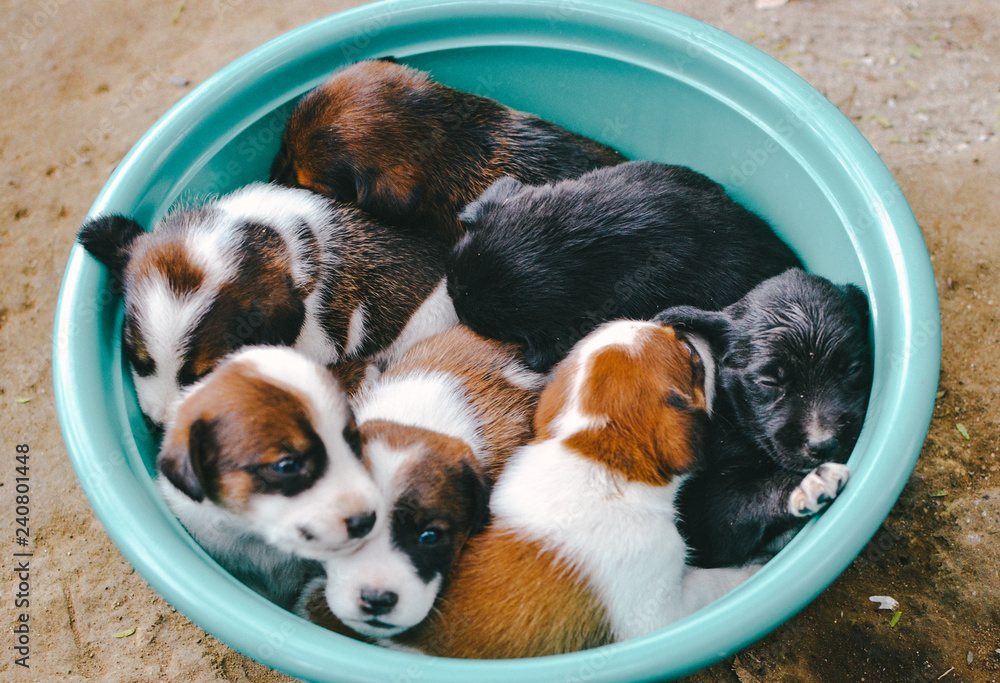 baby beagles dogs