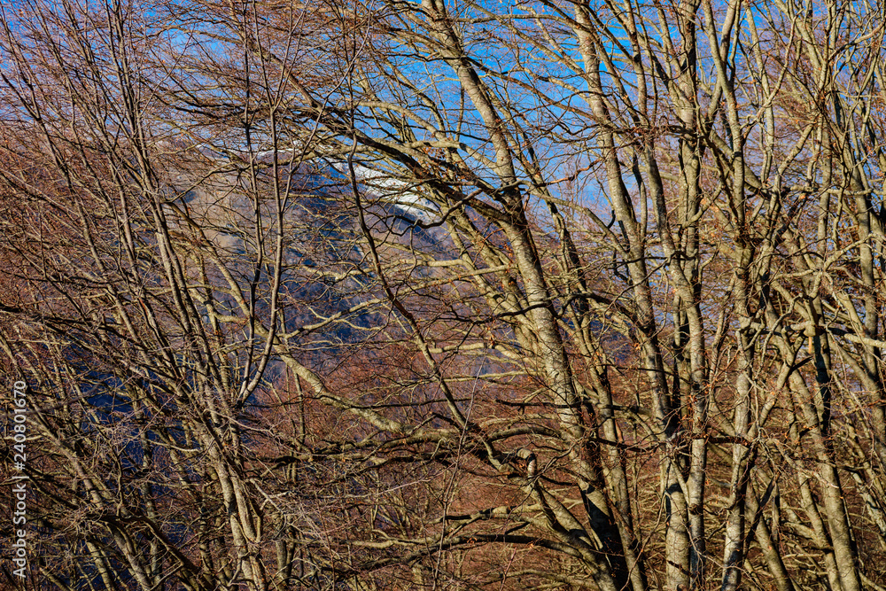 colorful winter bare trees in the mountain scenery colorful winter bare trees in the mountain scenery