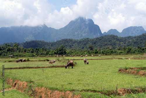 Vang Vieng, Laos - Rural Countryside, Farm Fields and Buffalo. Popular destination for travel and tourism. Limestone karst Landscape in Background