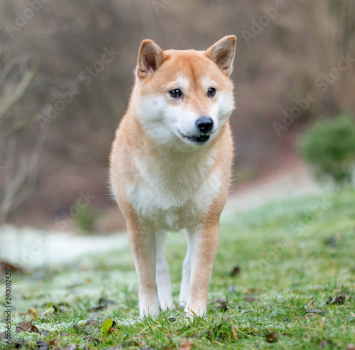 An image of a Shiba Inu dog on a background of snow and grass.  © adidas4747
