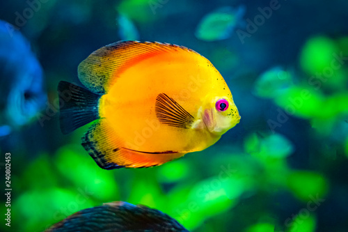 Symphysodon, known as discus, is a genus of cichlids native to the Amazon river basin in South America. It is orange fish with black fin. Background is green.