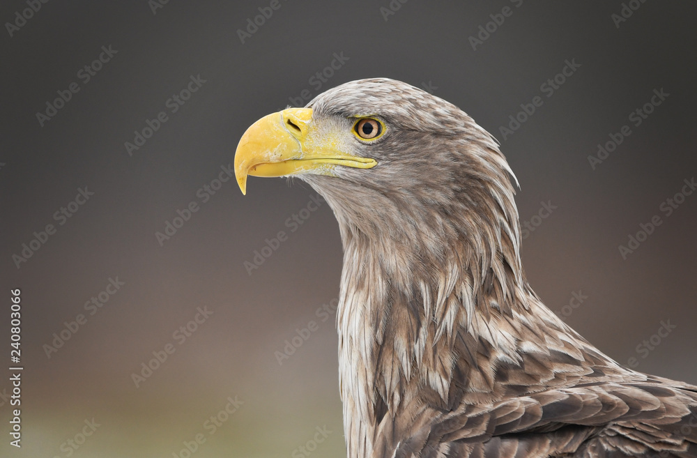 Fototapeta premium White tailed eagle (Haliaeetus albicilla)