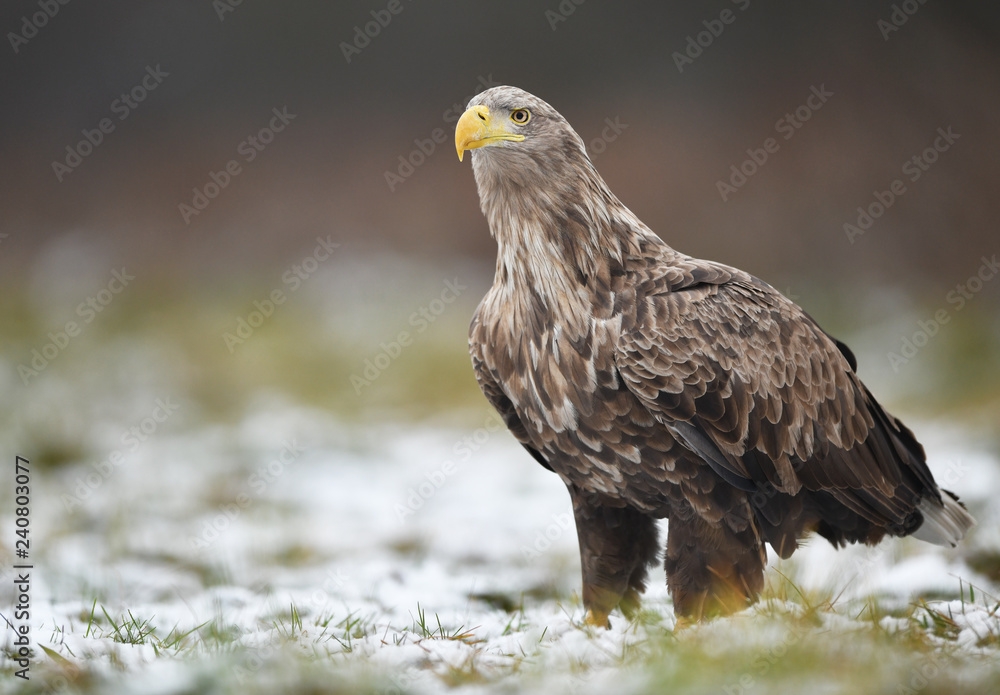 White tailed eagle (Haliaeetus albicilla) White tailed eagle (Haliaeetus albicilla)