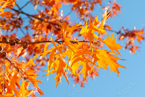 Quercus rubra L., Red Oak in Autumn on the Sky Background