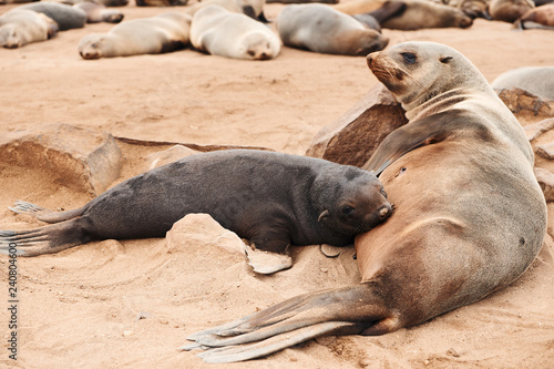 Female fur seal nursing her puppy