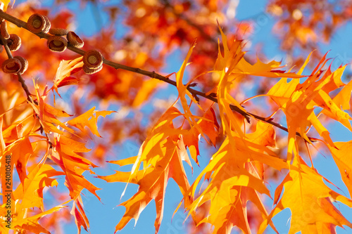 Quercus rubra L., Red Oak in Autumn on the Sky Background