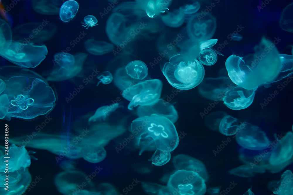 Beautiful jellyfish, medusa in the neon light with the fishes. Underwater life in ocean jellyfish. exciting and cosmic sight Beautiful jellyfish, medusa in the neon light with the fishes. Underwater life in ocean jellyfish. exciting and cosmic sight