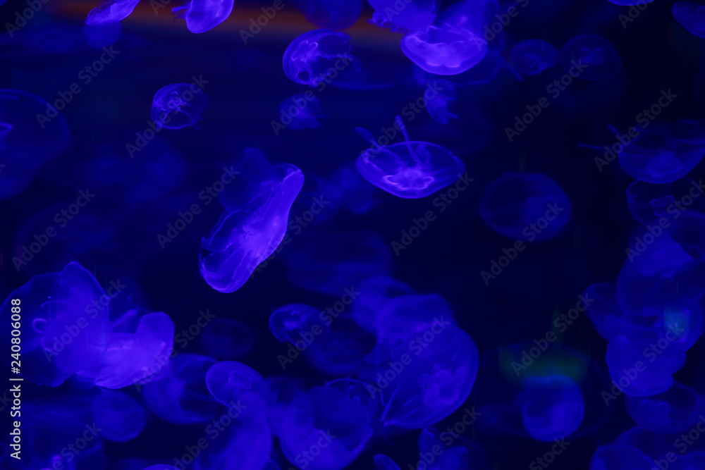Beautiful jellyfish, medusa in the neon light with the fishes. Underwater life in ocean jellyfish. exciting and cosmic sight Beautiful jellyfish, medusa in the neon light with the fishes. Underwater life in ocean jellyfish. exciting and cosmic sight