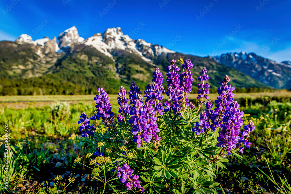Purple Flowers in the Tetons