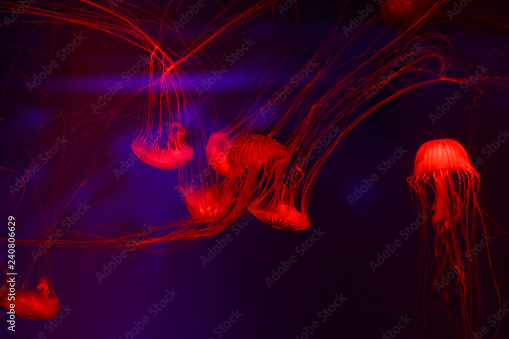 Fototapeta premium Beautiful jellyfish, medusa in the neon light with the fishes. Underwater life in ocean jellyfish. exciting and cosmic sight