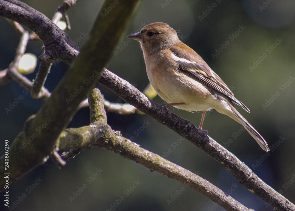 Chaffinch Female Chaffinch Female
