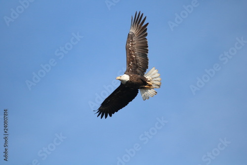 eagle soaring © Jordan West