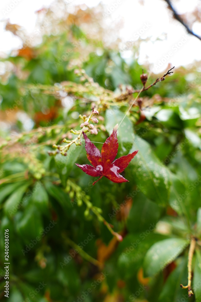 Cute Little Red Leaf Hanging On Cute Little Red Leaf Hanging On