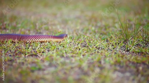 A close up shot focusing on small, thin snake slithering through grass and dirt