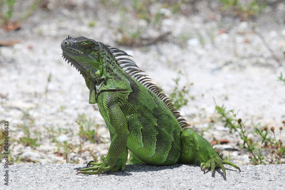 Obraz premium green iguana
