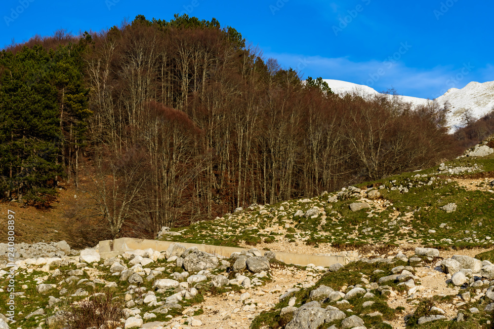 colorful winter woods in the Italian national park of Abruzzo colorful winter woods in the Italian national park of Abruzzo