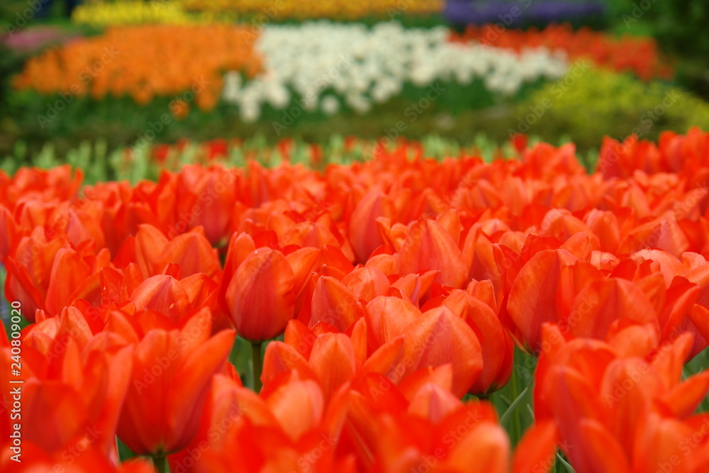 Fototapeta premium Red tulips, Keukenhof gardens, the Netherlands