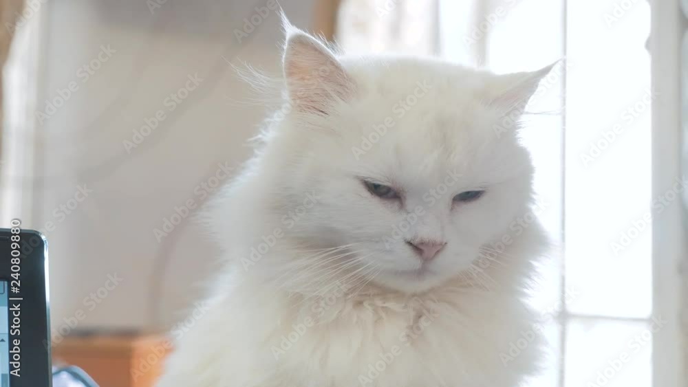old white fluffy is sleeping cat portrait. old beautiful white cat sitting by the window of the house closed her lifestyle eyes old white fluffy is sleeping cat portrait. old beautiful white cat sitting by the window of the house closed her lifestyle eyes