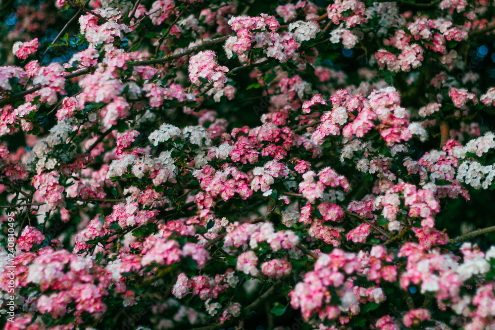 Fototapeta premium Pretty Flowers In Spring On Hedge