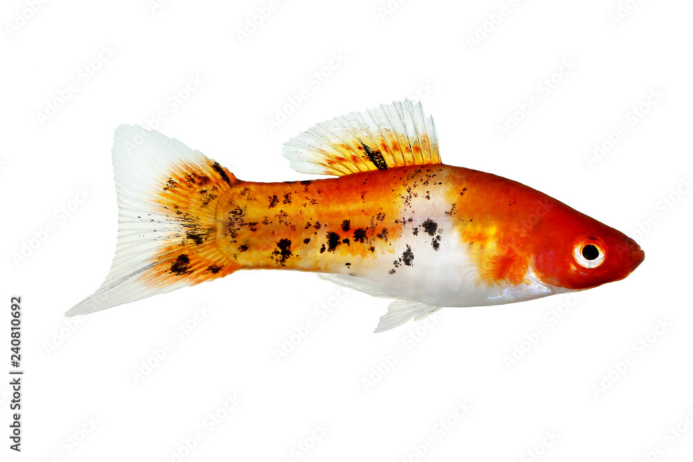 Obraz premium Koi Swordtail Xiphophorus Helleri Male aquarium fish isolated on white 
