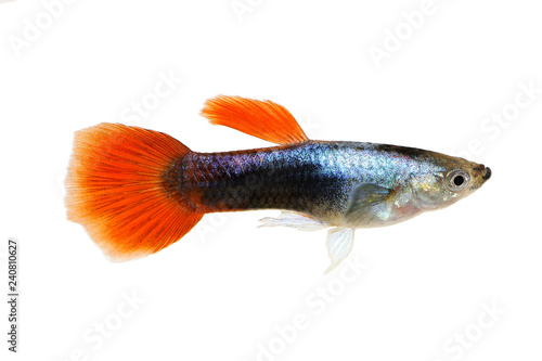 Guppy Poecilia reticulata colorful rainbow tropical aquarium fish  photo