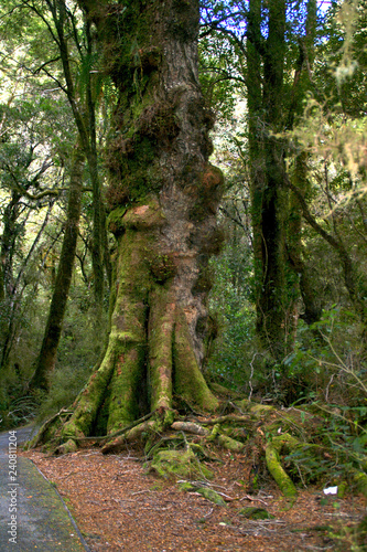 New Zealand Tree With Great Roots 