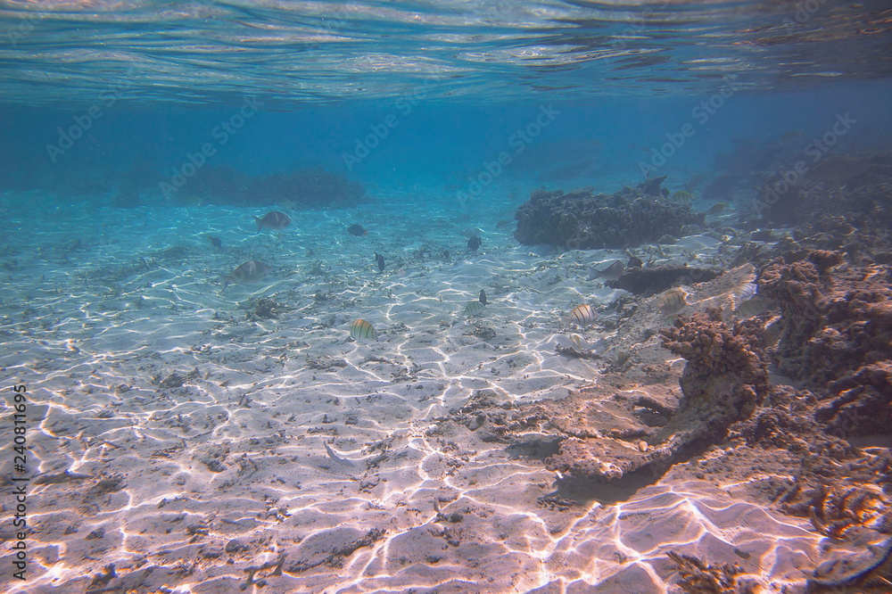 Obraz premium Underwater view of dead coral reefs and beautiful fishes. Snorkeling. Maldives, Indian ocean.